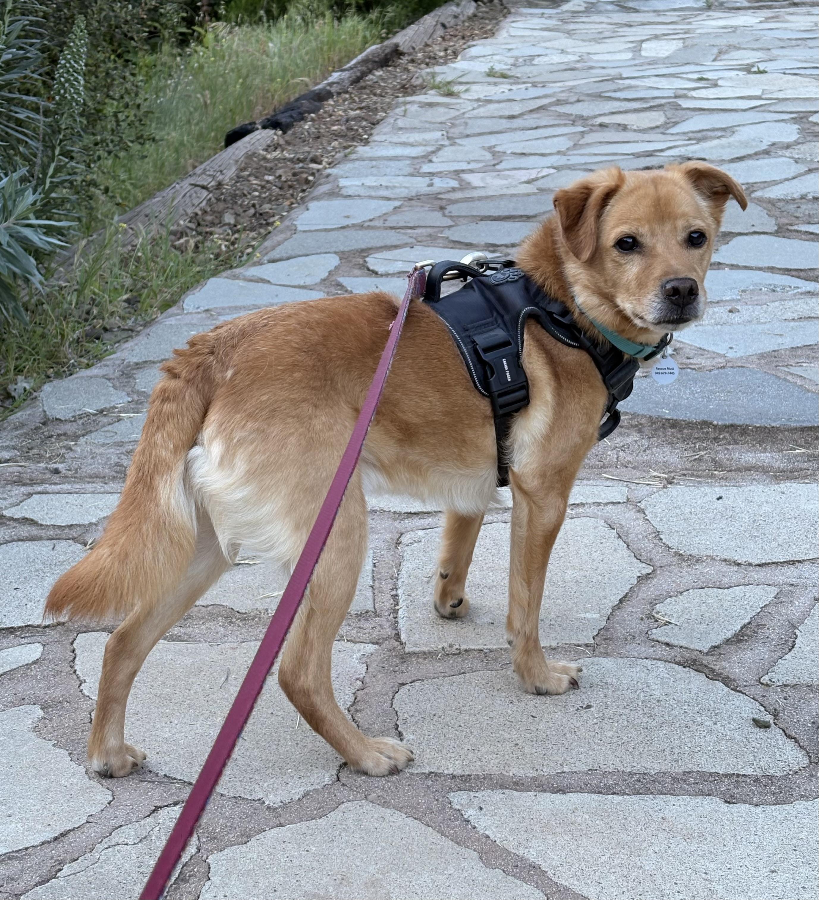 Enlarge Apollo, a Adoptable mixed breed in Corona Del Mar, CA image 4/4