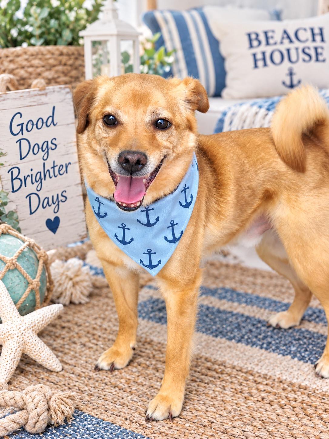 Enlarge Apollo, a Adoptable mixed breed in Corona Del Mar, CA image 1/4