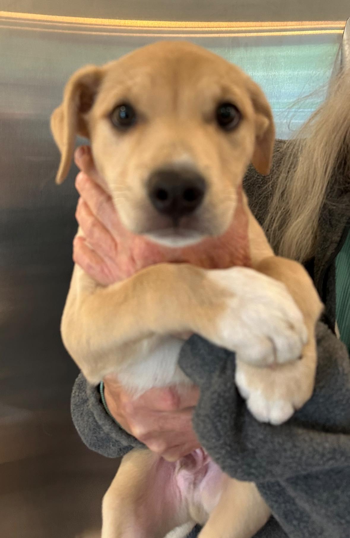 Enlarge Lab/Rottie mix, an adopted mixed breed in Agua Dulce, CA image 1/1