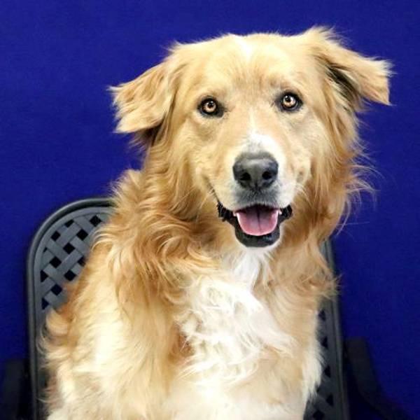 Kodak, Adoptable, Adult Male Golden Retriever.