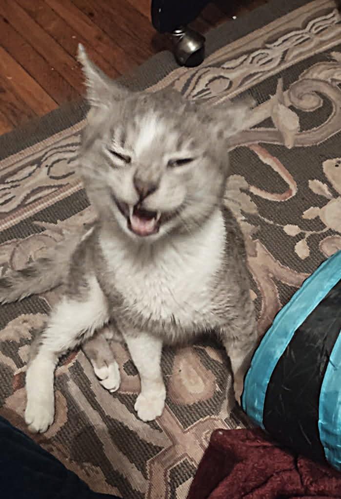 Enlarge Silas, a ADOPTABLE Domestic Short Hair in New Albany, OH image 3/6