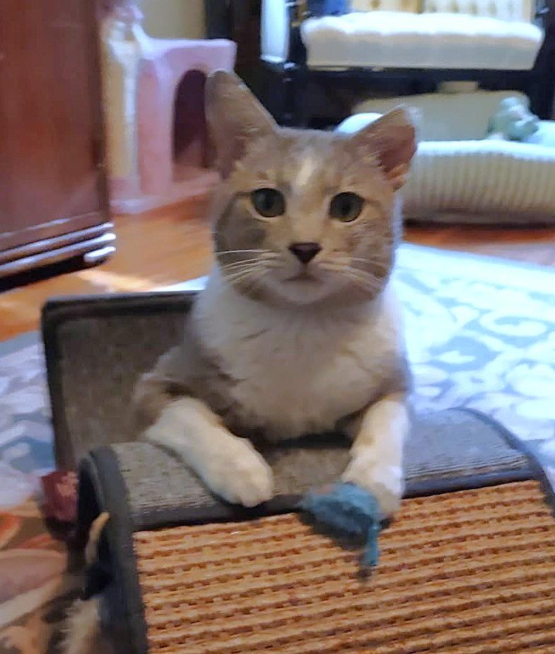 Enlarge Silas, a ADOPTABLE Domestic Short Hair in New Albany, OH image 1/6