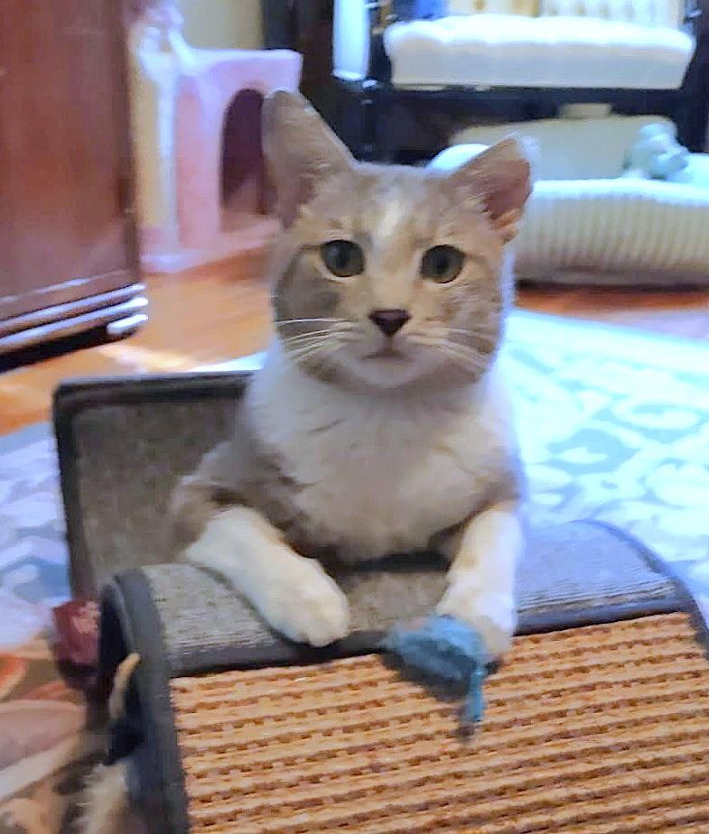 Silas, a ADOPTABLE Domestic Short Hair in New Albany, OH image 2/6