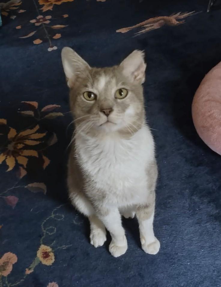 Enlarge Silas, a ADOPTABLE Domestic Short Hair in New Albany, OH image 6/6