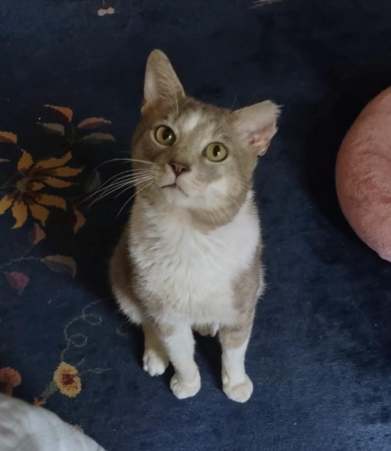 Enlarge Silas, a ADOPTABLE Domestic Short Hair in New Albany, OH image 2/6