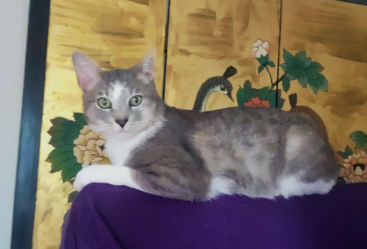 Silas, a ADOPTABLE Domestic Short Hair in New Albany, OH image 3/6
