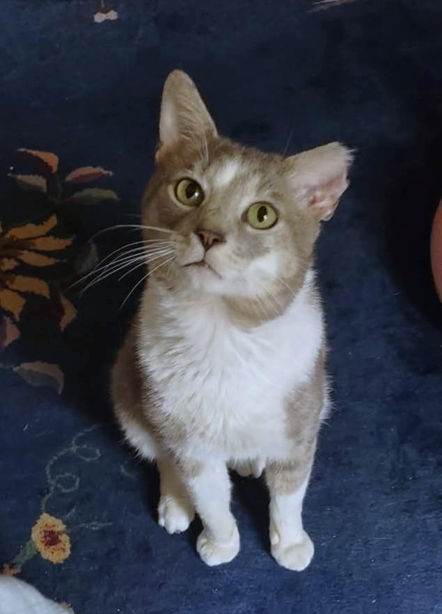 Silas, a ADOPTABLE Domestic Short Hair in New Albany, OH image 1/6