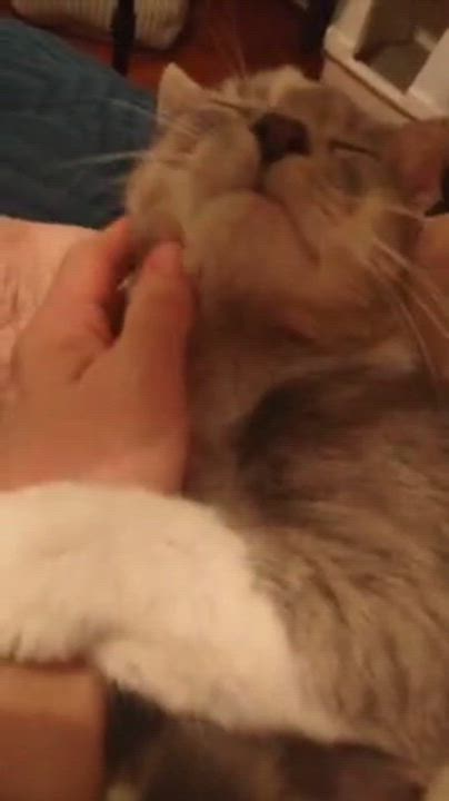 Enlarge Silas, a ADOPTABLE Domestic Short Hair in New Albany, OH video 4/6