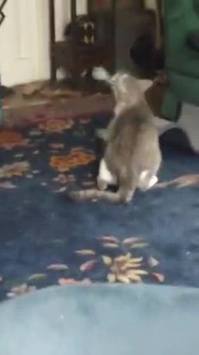 Enlarge Silas, a ADOPTABLE Domestic Short Hair in New Albany, OH video 5/6