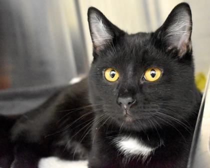 Portobella, Adoptable, Young Male Domestic Short Hair.