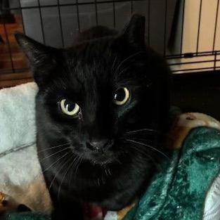 Leonardo — thumbnail 2