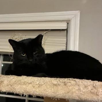 Leonardo — thumbnail 3