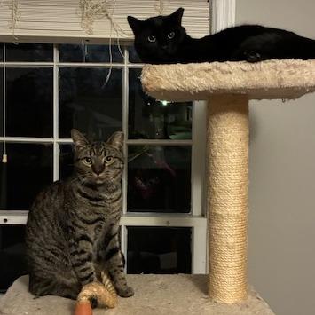 Leonardo — thumbnail 4