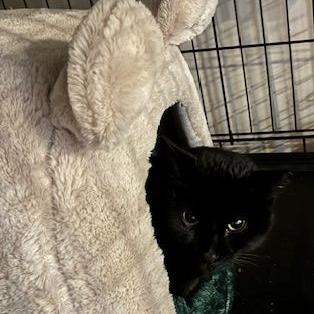 Leonardo — thumbnail 6