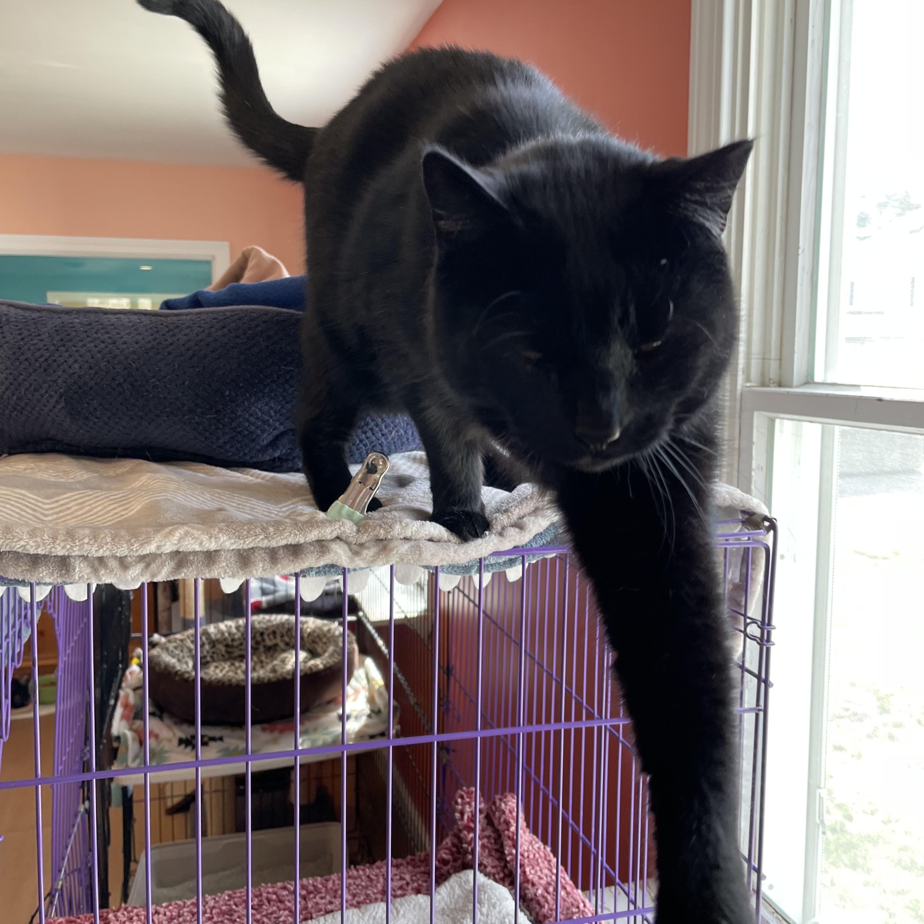 Enlarge Billie - the lap cat, a Adopted Domestic Short Hair in Wells, ME image 4/4