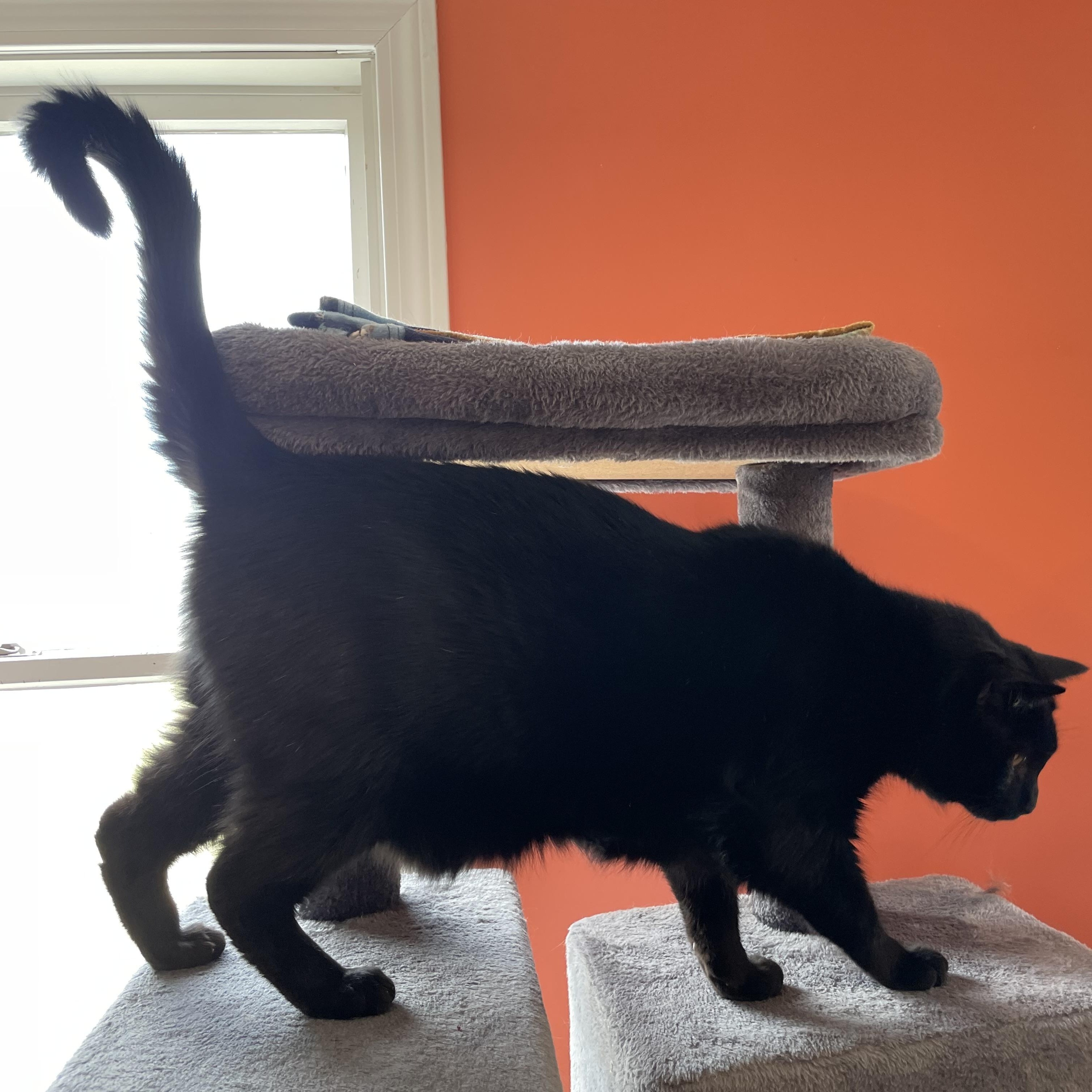 Enlarge Billie - the lap cat, a Adopted Domestic Short Hair in Wells, ME image 2/4