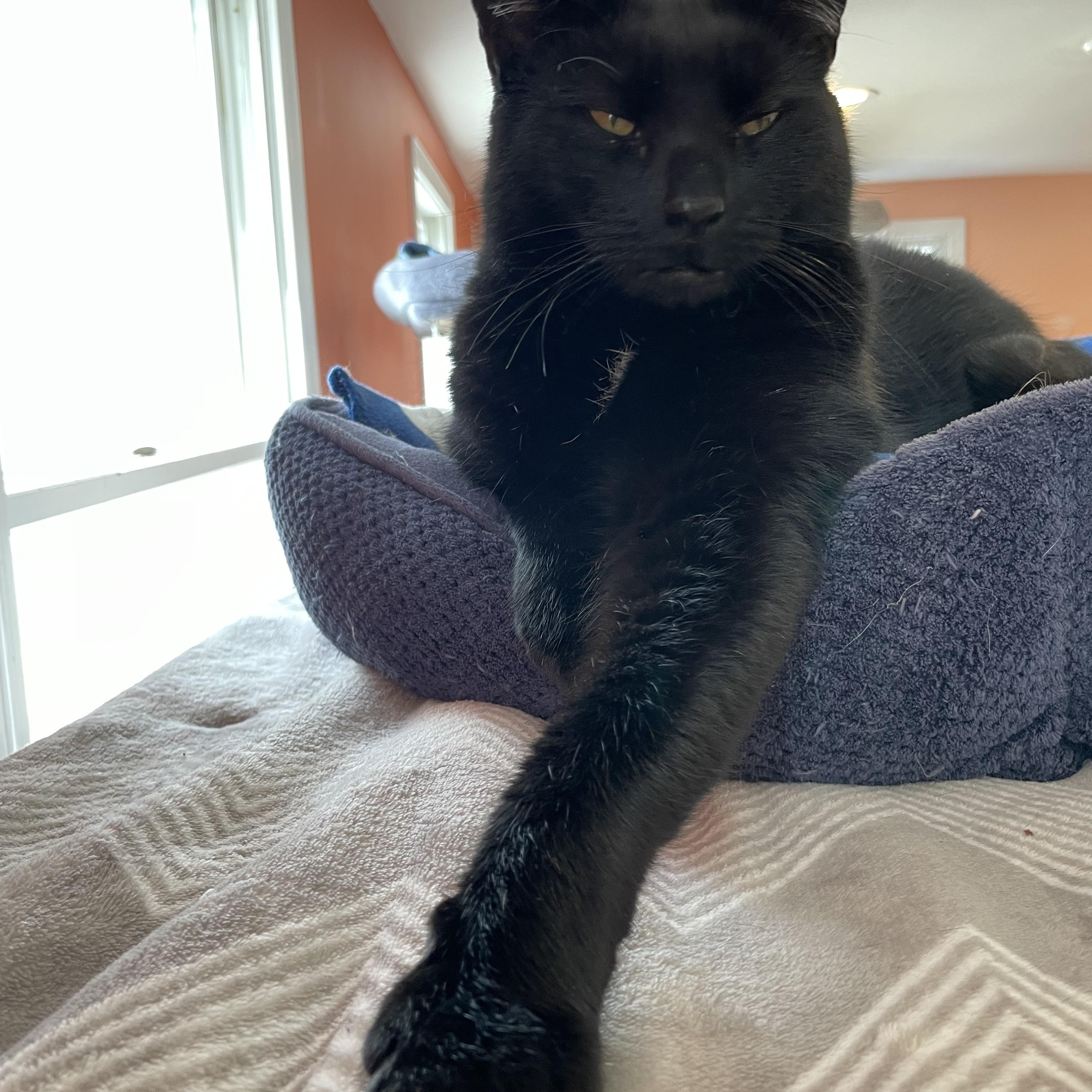 Billie - the lap cat, Adopted, Adult Male Domestic Short Hair.