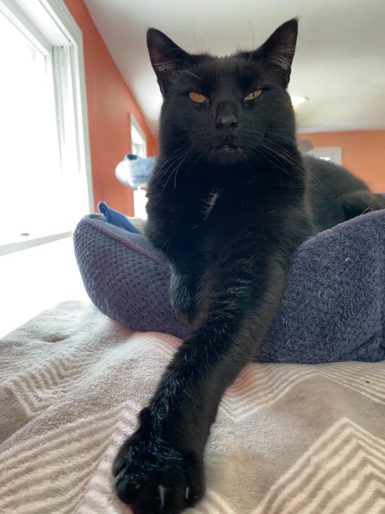 Enlarge Billie - the lap cat, a Adopted Domestic Short Hair in Wells, ME video 3/4