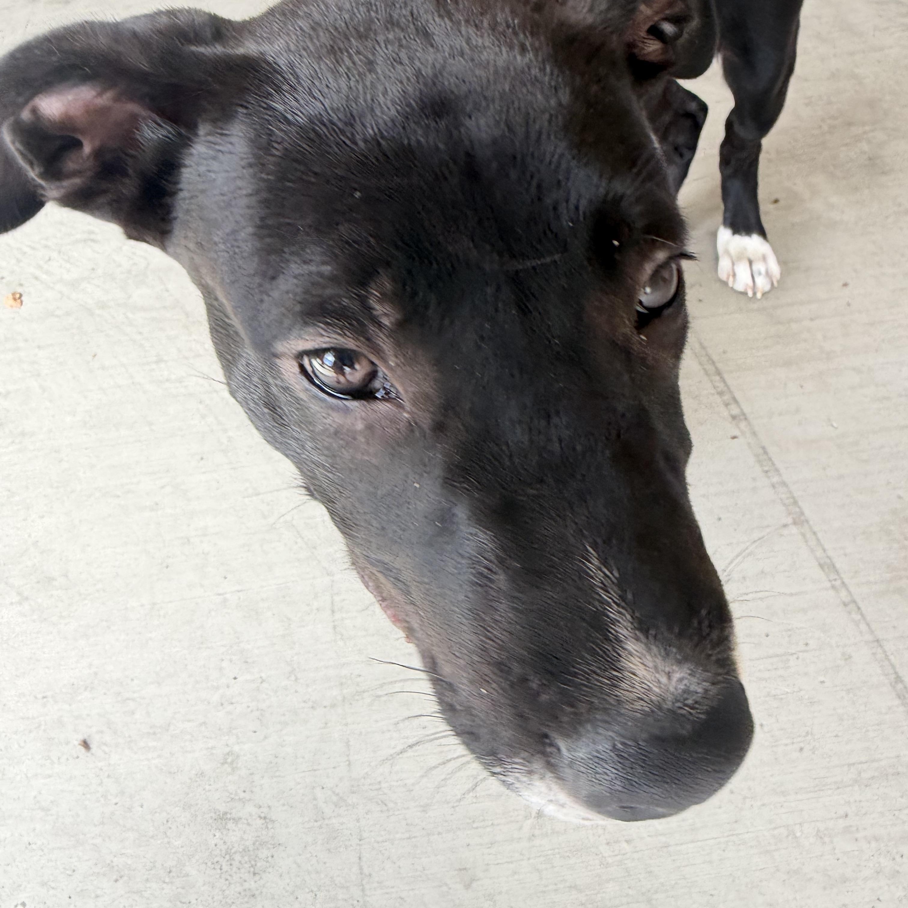 Enlarge Nemo, a Adoptable mixed breed in Petaluma, CA image 3/5