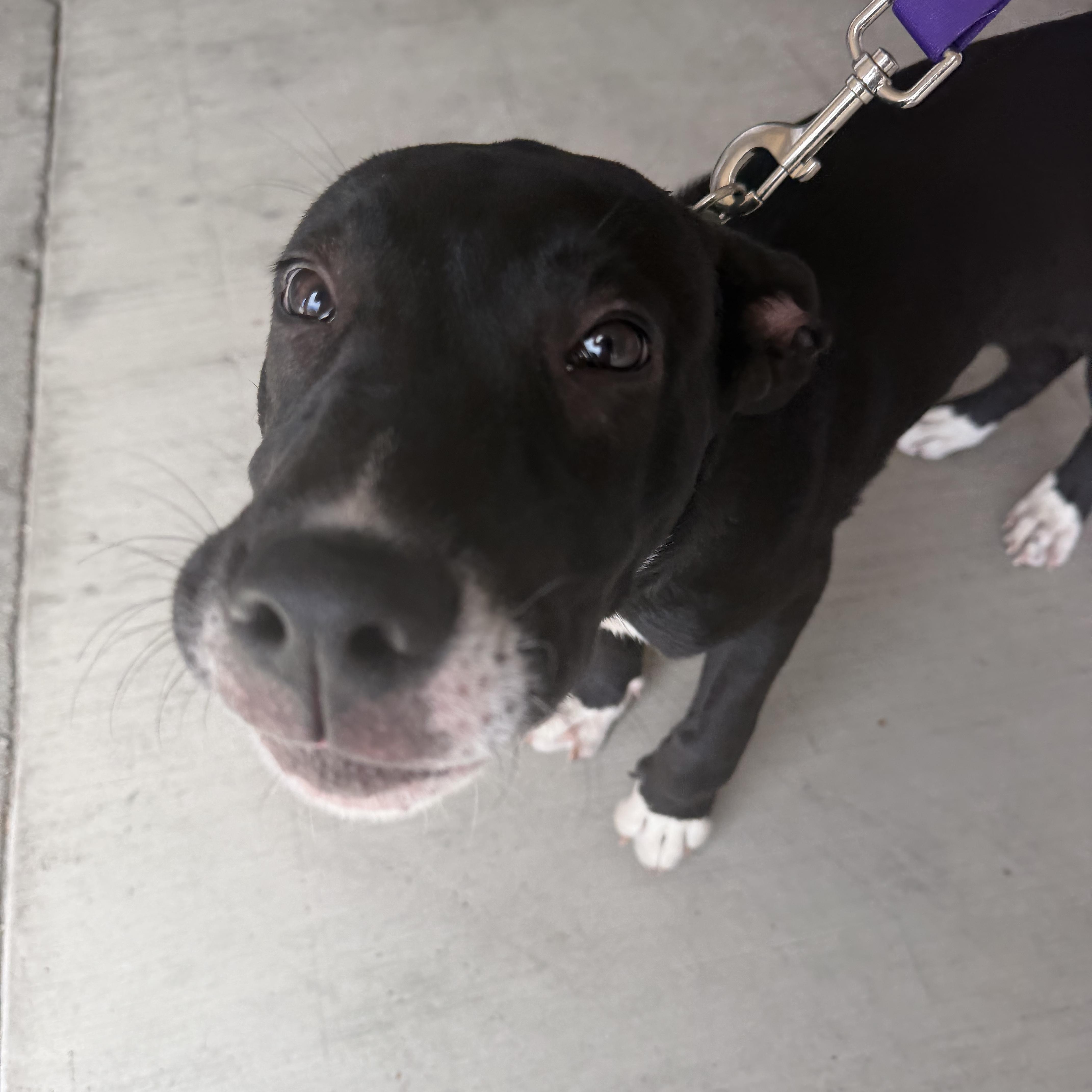 Enlarge Nemo, a Adoptable mixed breed in Petaluma, CA image 1/5