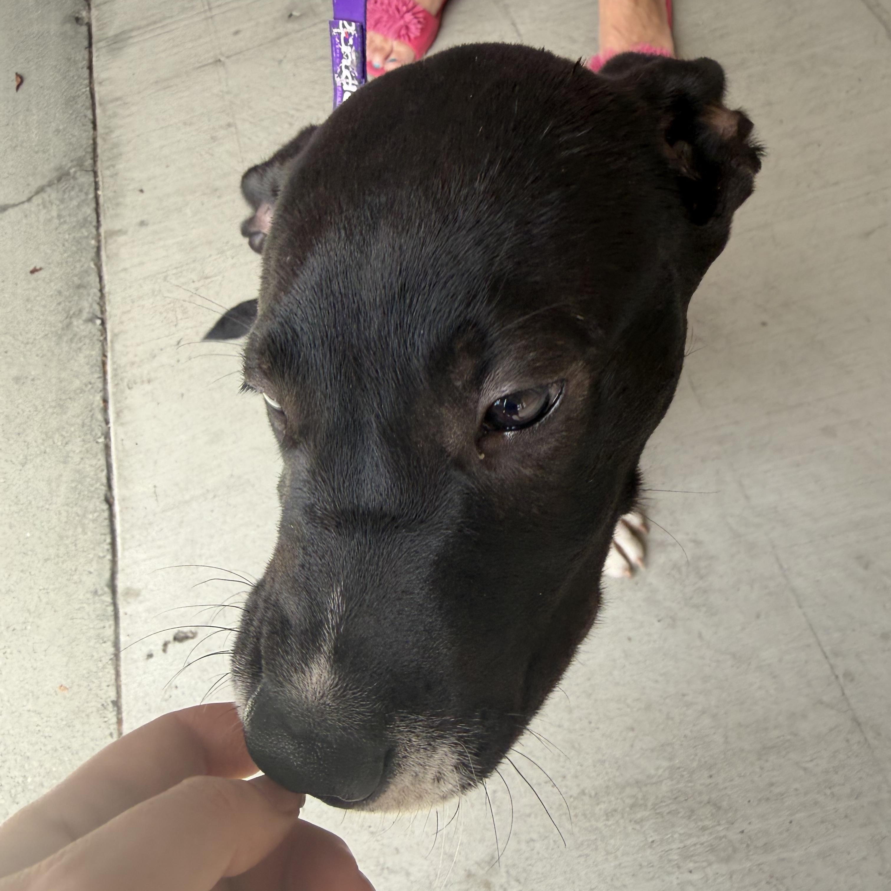 Enlarge Nemo, a Adoptable mixed breed in Petaluma, CA image 2/5