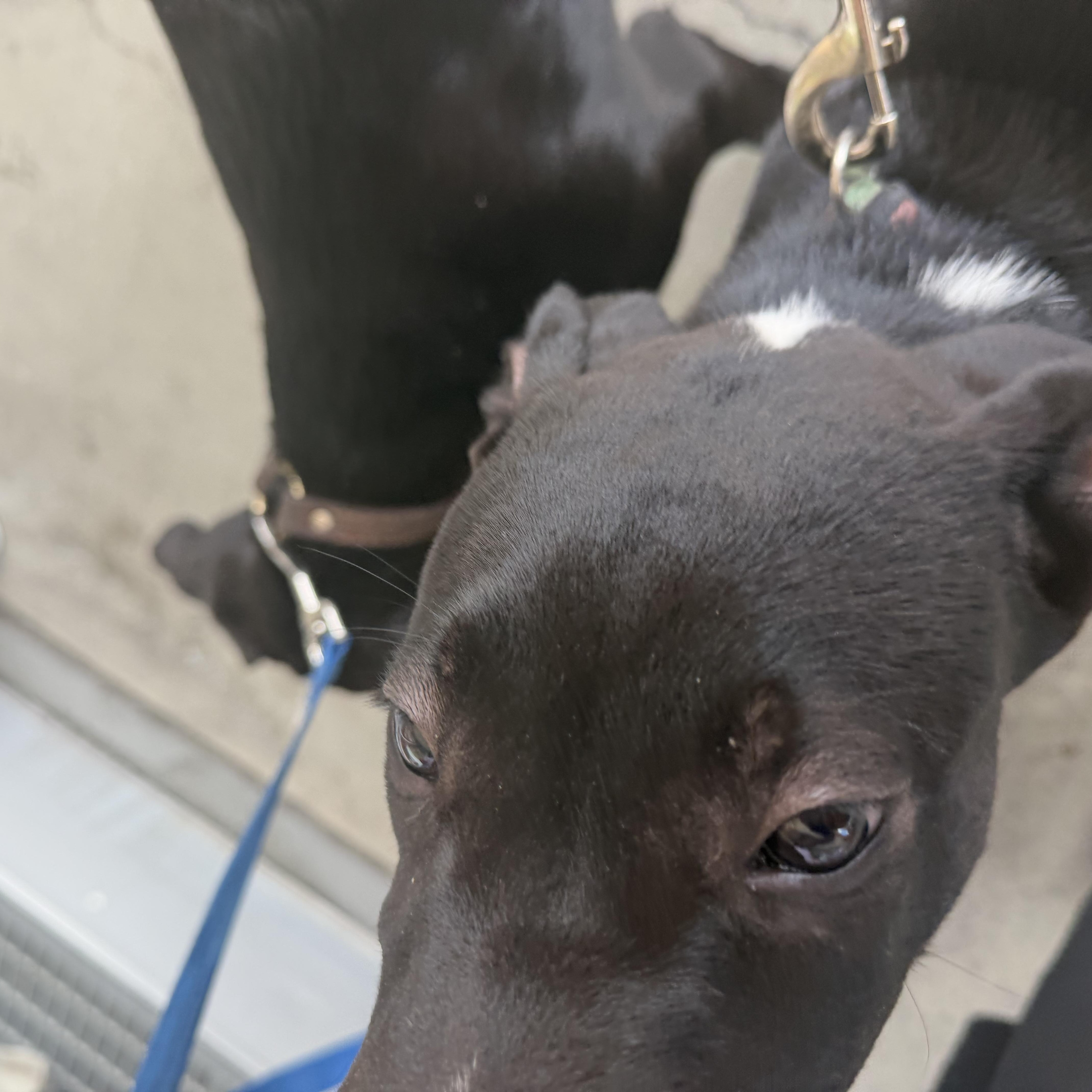 Enlarge Nemo, a Adoptable mixed breed in Petaluma, CA image 4/5