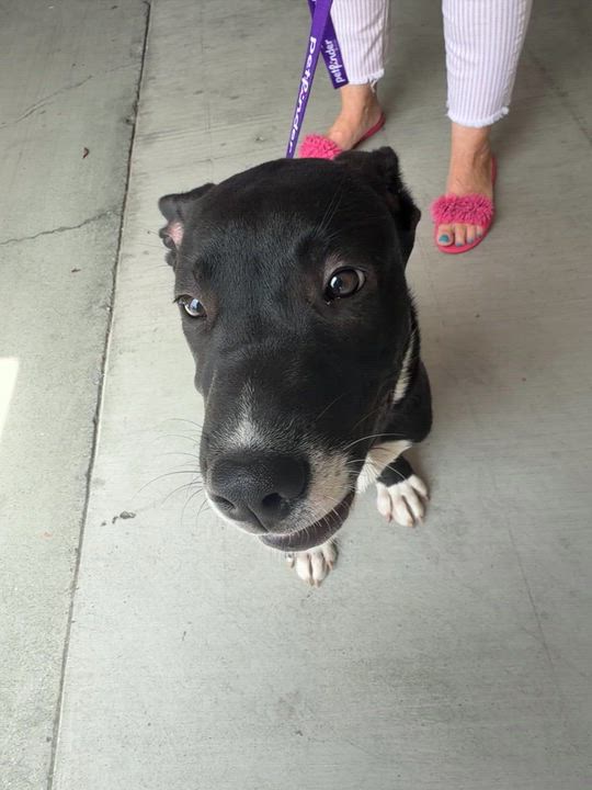 Enlarge Nemo, a Adoptable mixed breed in Petaluma, CA video 5/5