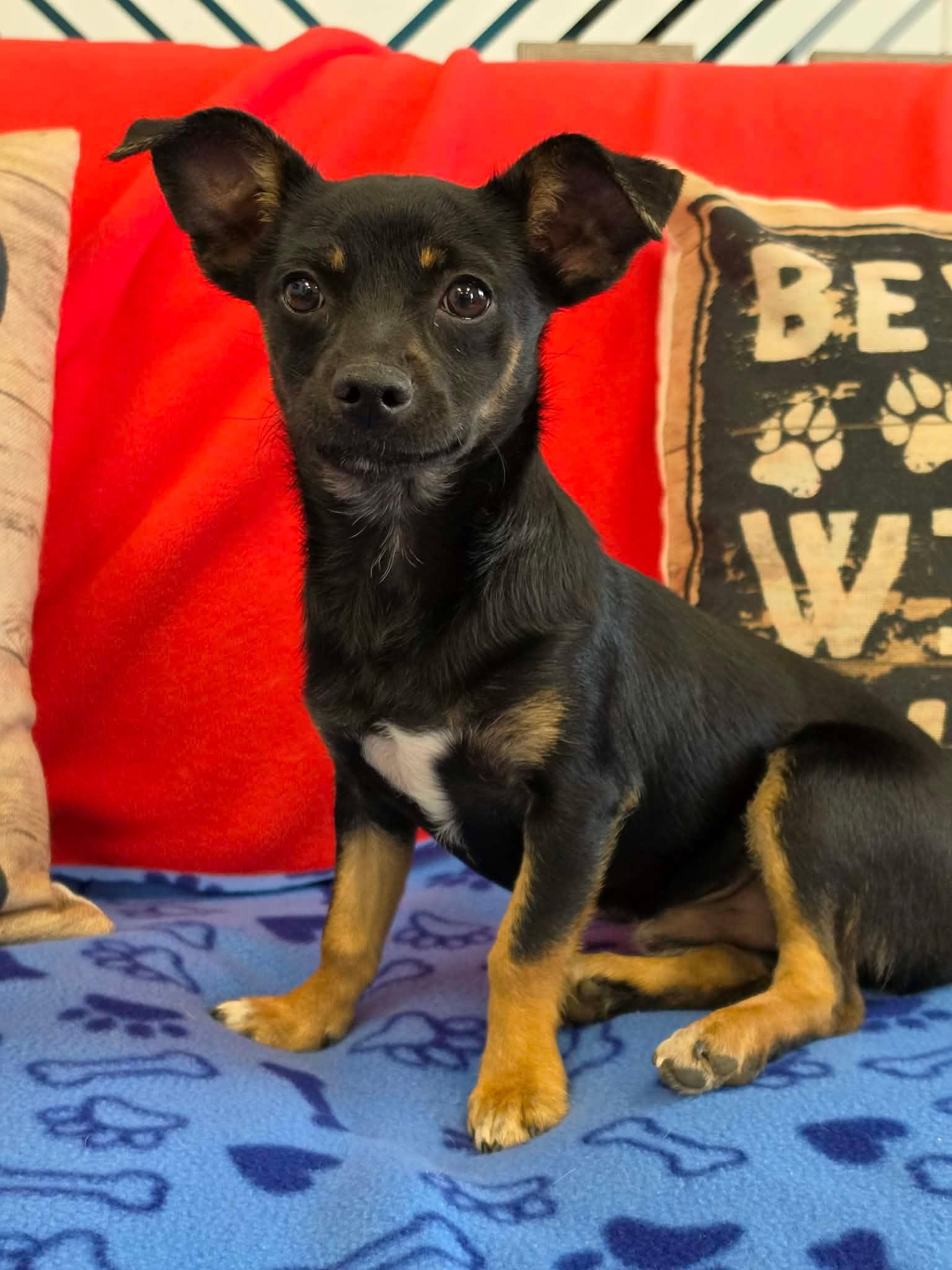 Andrew / Groot, Adopted, Young Male Chihuahua & Dachshund.