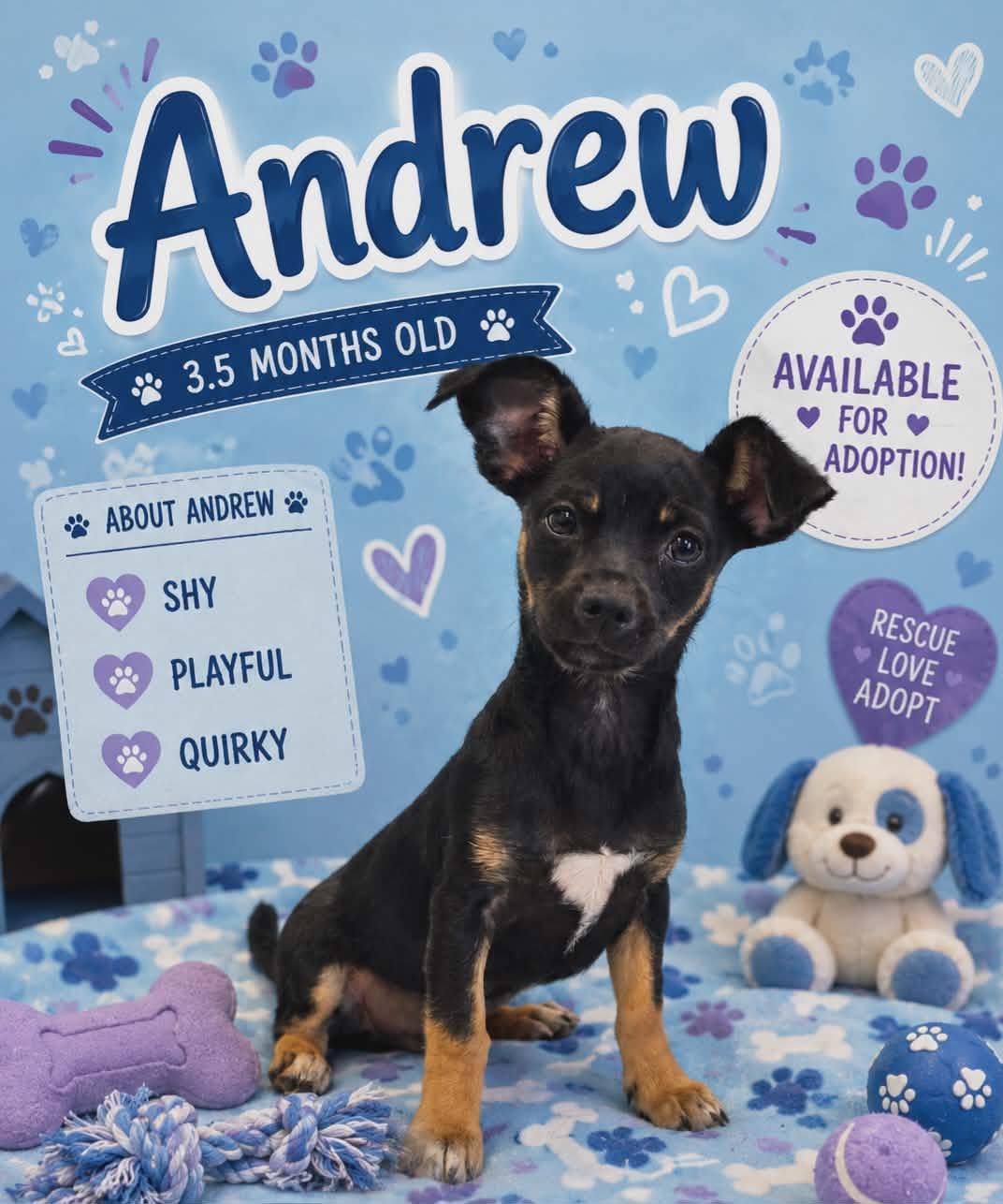 Andrew / Groot, a Adopted mixed breed in San Angelo , TX image 2/6