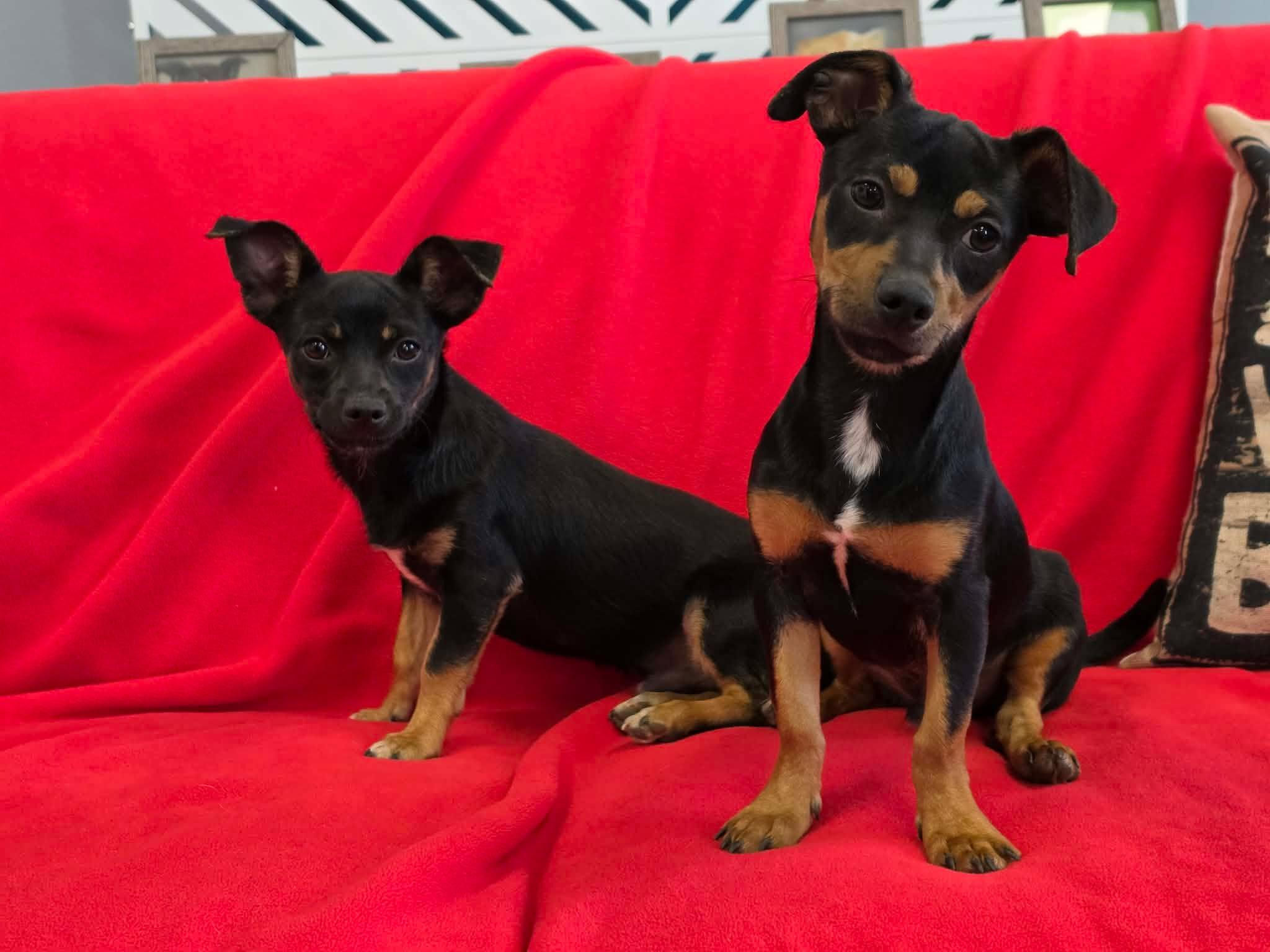 Andrew / Groot, a Adopted mixed breed in San Angelo , TX image 3/6