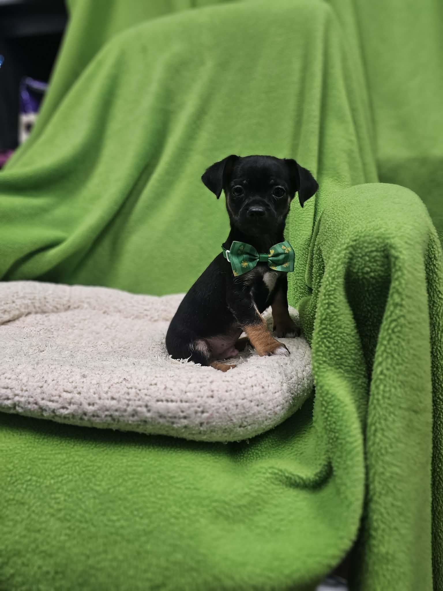 Andrew / Groot, a Adopted mixed breed in San Angelo , TX image 4/6
