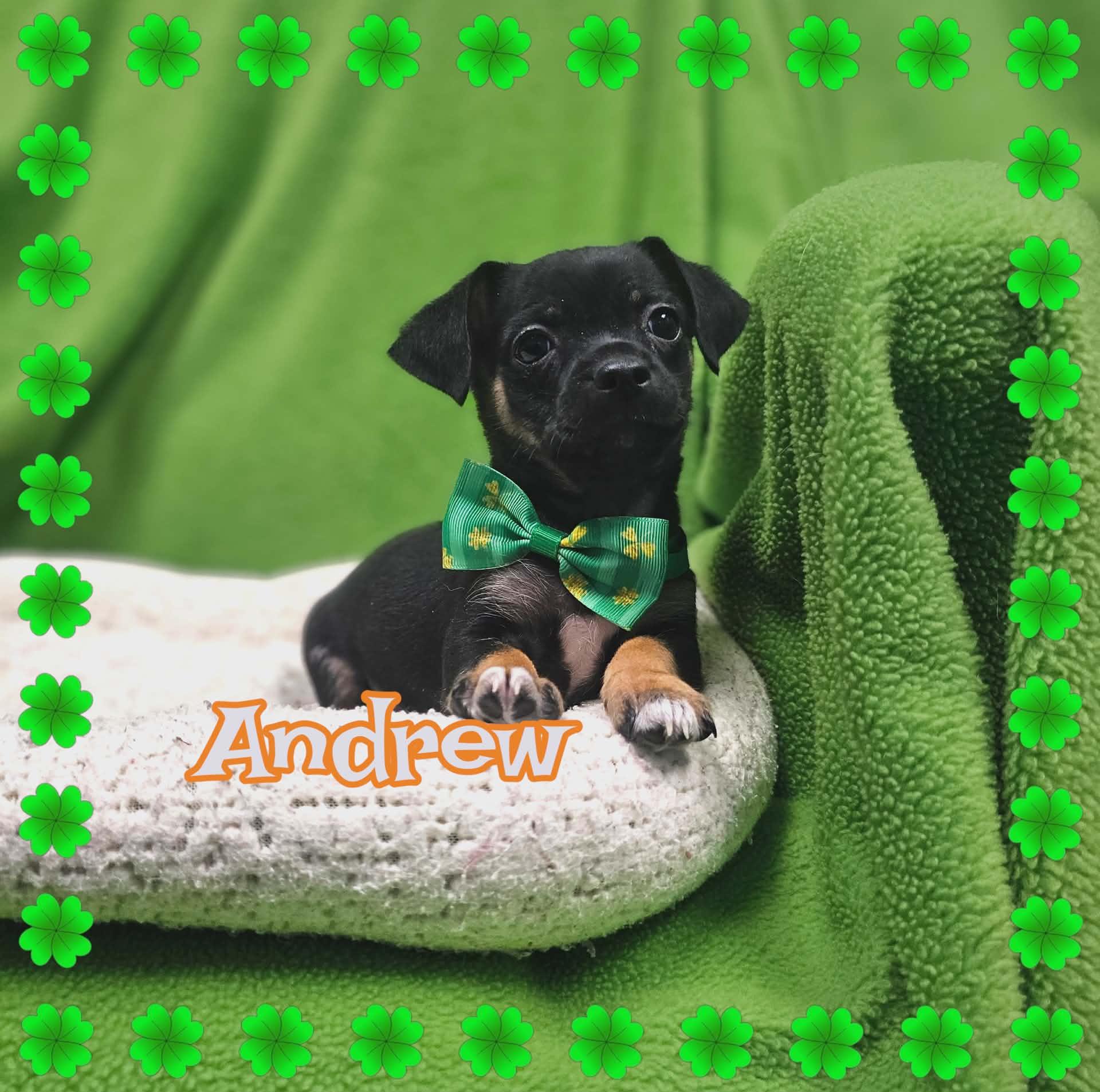 Andrew / Groot, a Adopted mixed breed in San Angelo , TX image 5/6