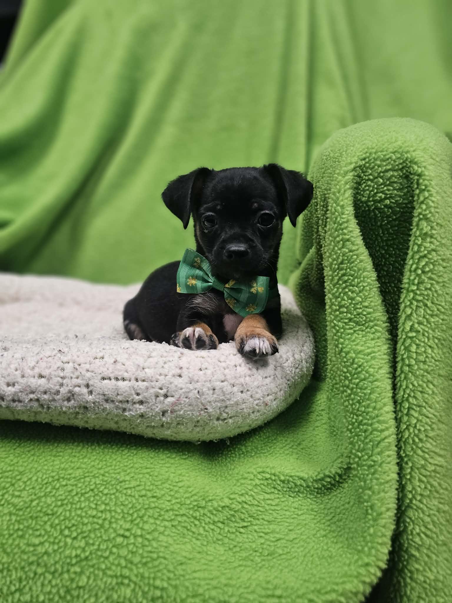 Andrew / Groot, a Adopted mixed breed in San Angelo , TX image 6/6