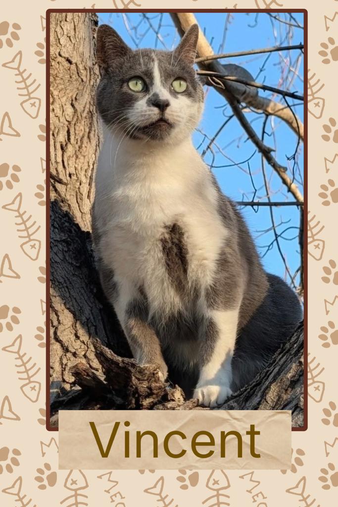 Vincent, Adoptable, Adult Male Domestic Short Hair.