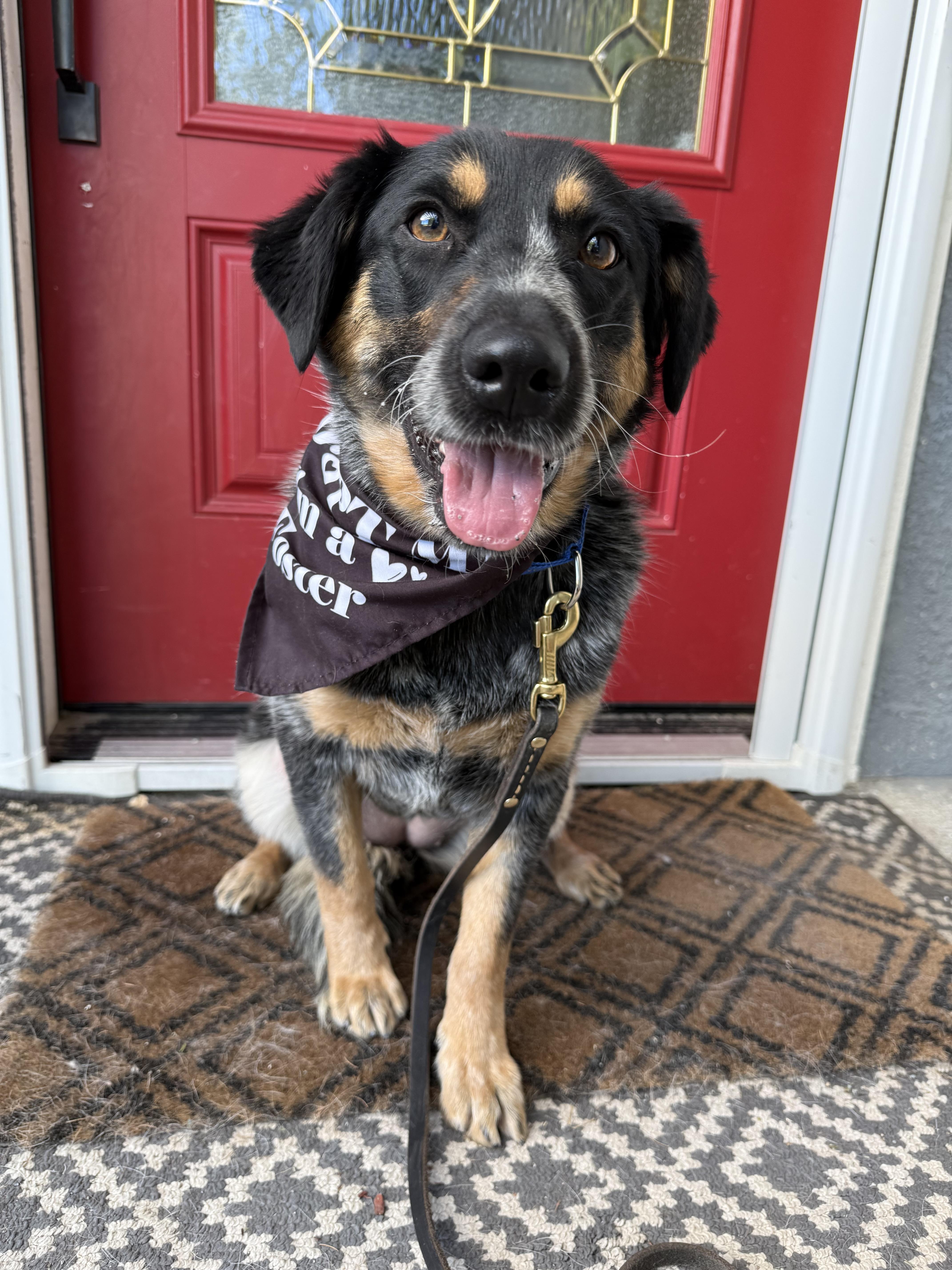 Maudette , adopted, Young Female Australian Cattle Dog / Blue Heeler.