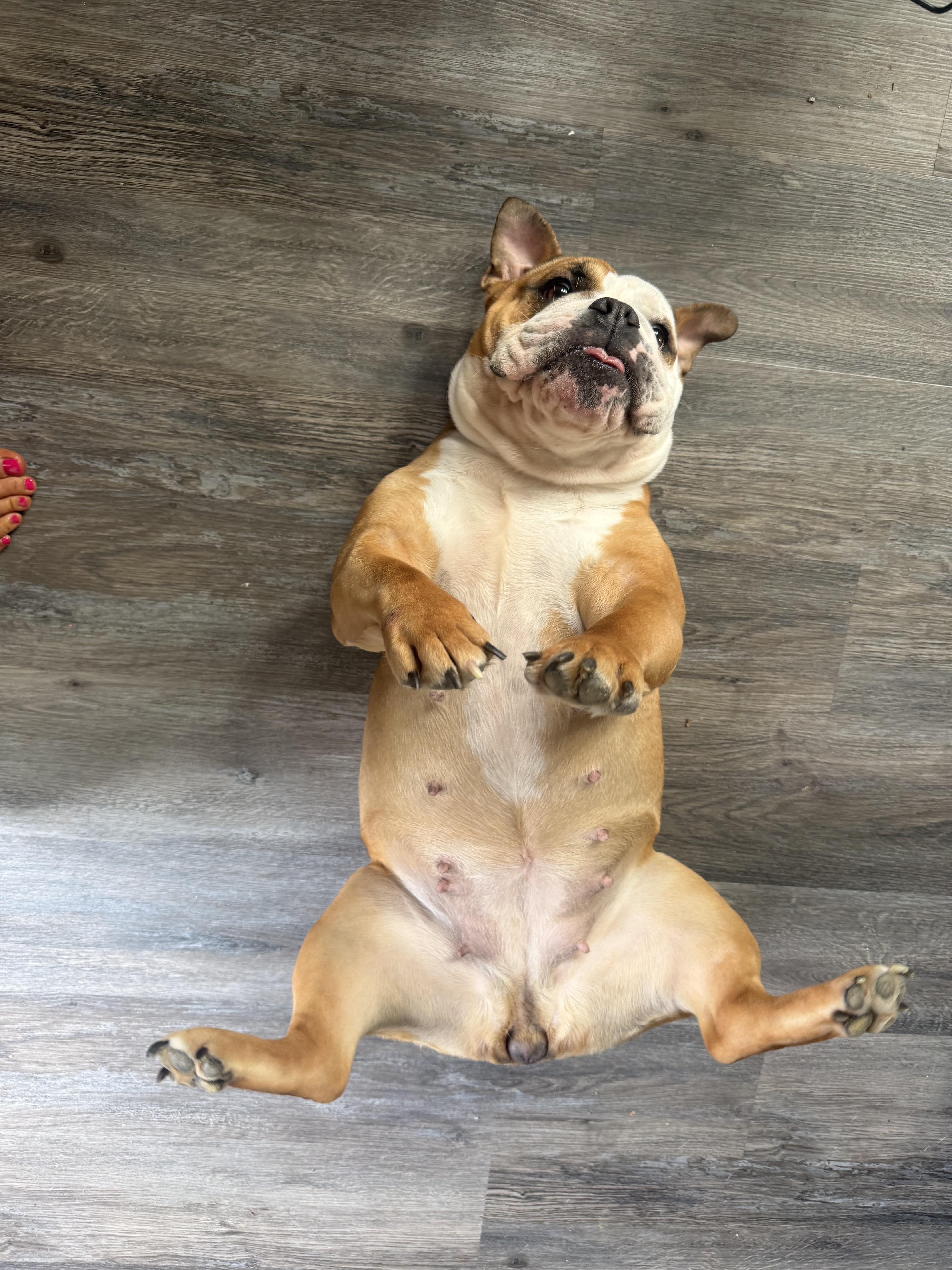 Roxy , a ADOPTABLE English Bulldog in Indianapolis, IN image 3/5
