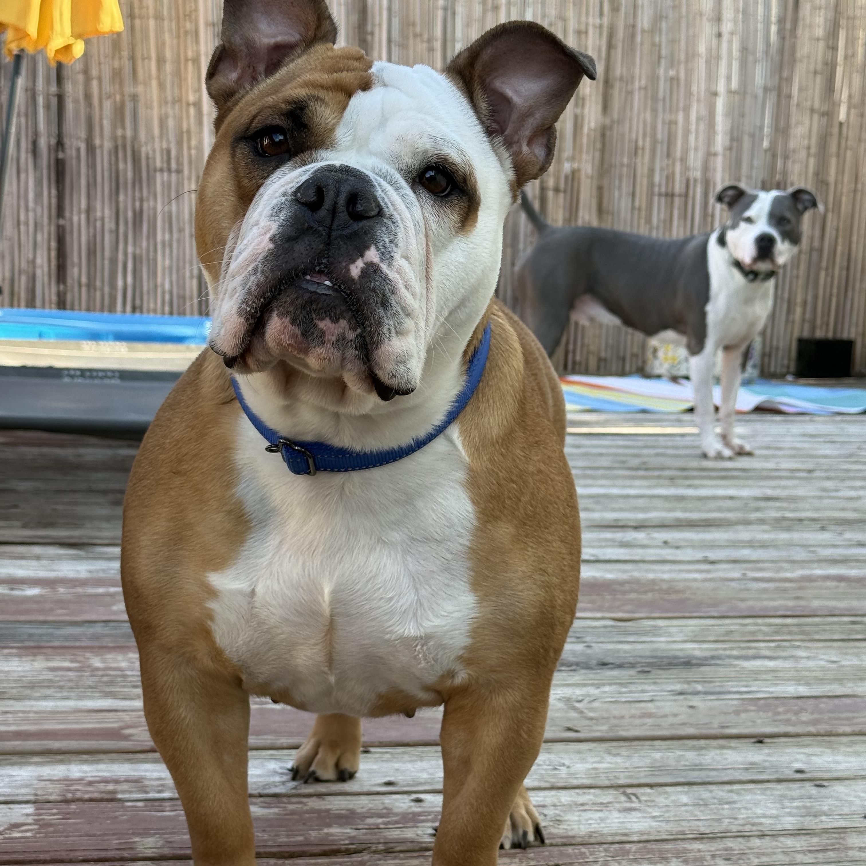 Roxy , a ADOPTABLE English Bulldog in Indianapolis, IN image 5/5