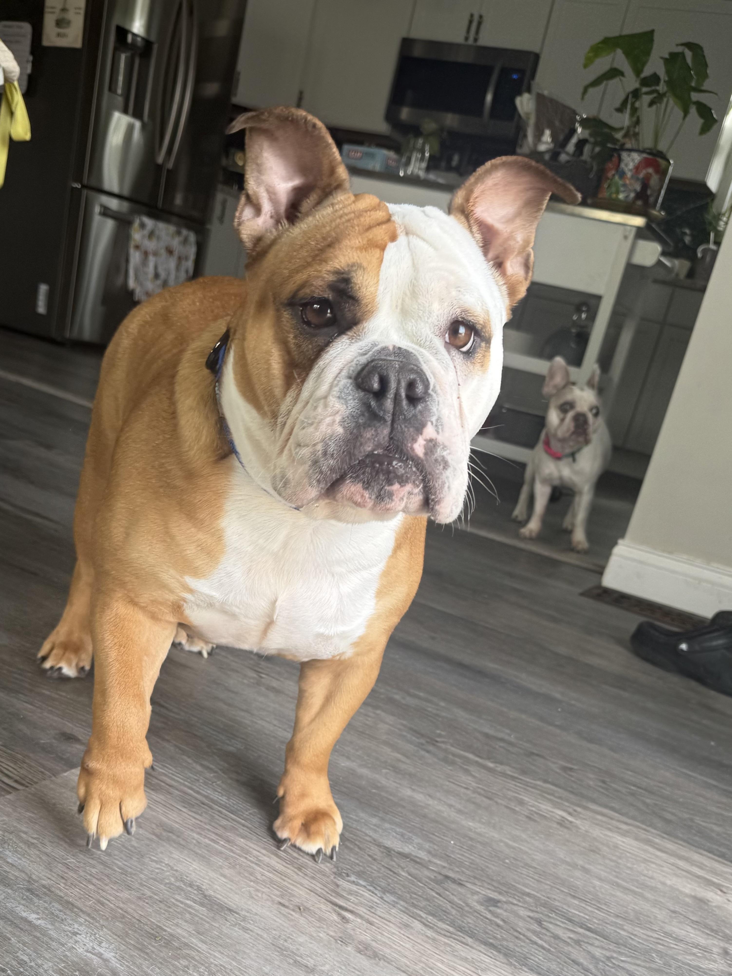 Roxy , a ADOPTABLE English Bulldog in Indianapolis, IN image 4/5