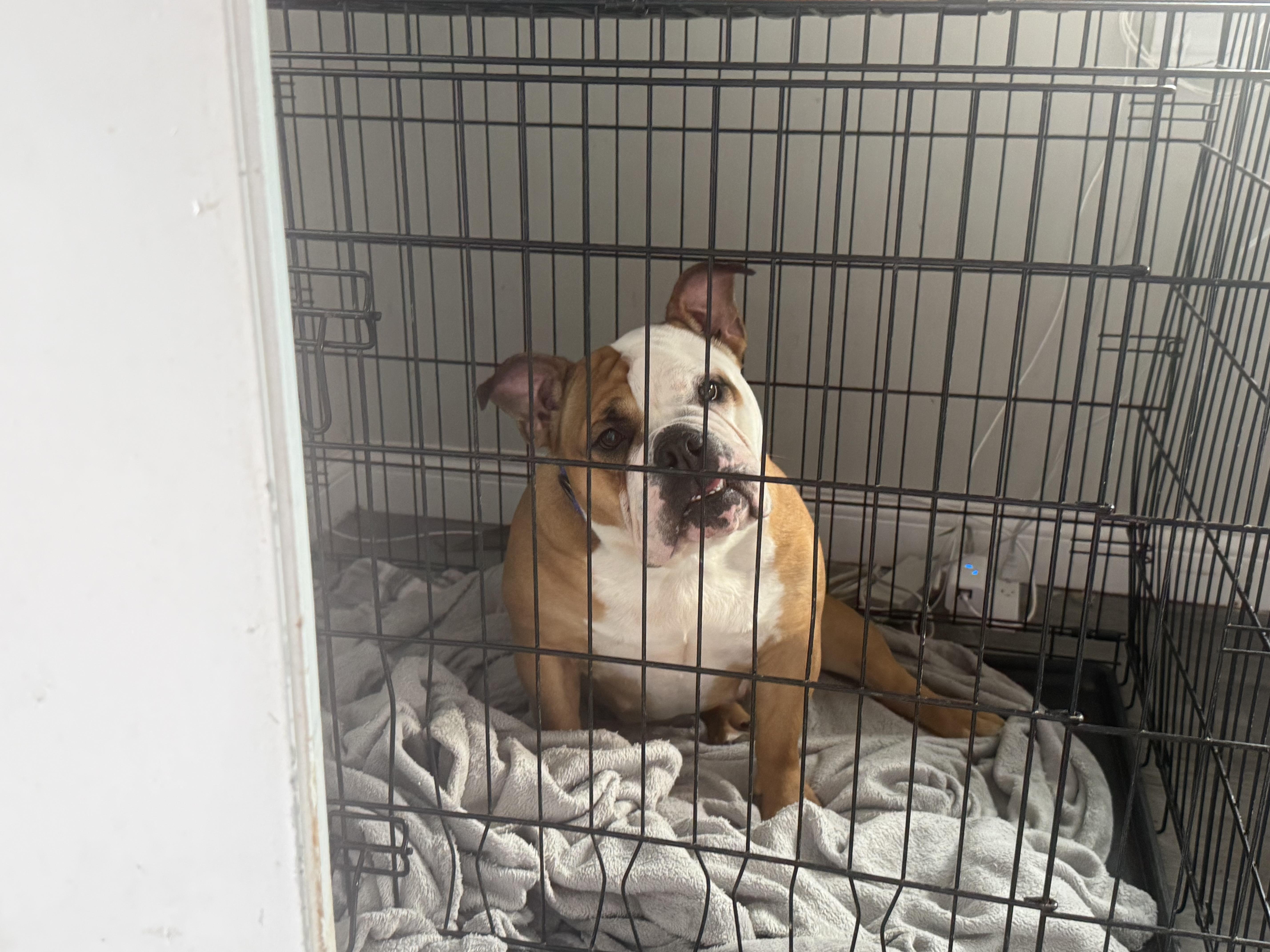 Roxy , a ADOPTABLE English Bulldog in Indianapolis, IN image 2/5