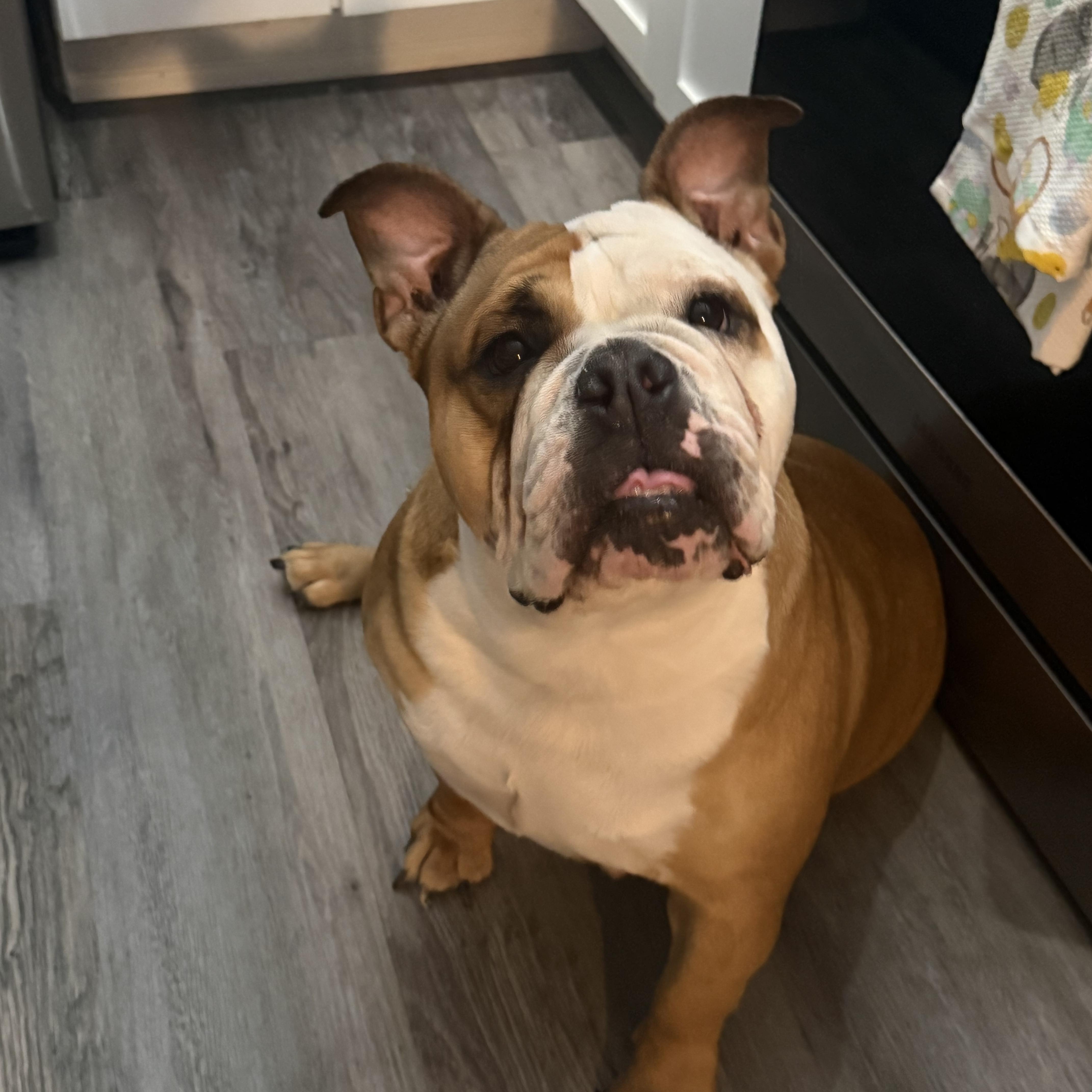 Roxy , ADOPTABLE, Adult Female English Bulldog.