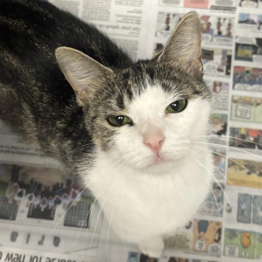Scarlett, Adult Female Domestic Short Hair