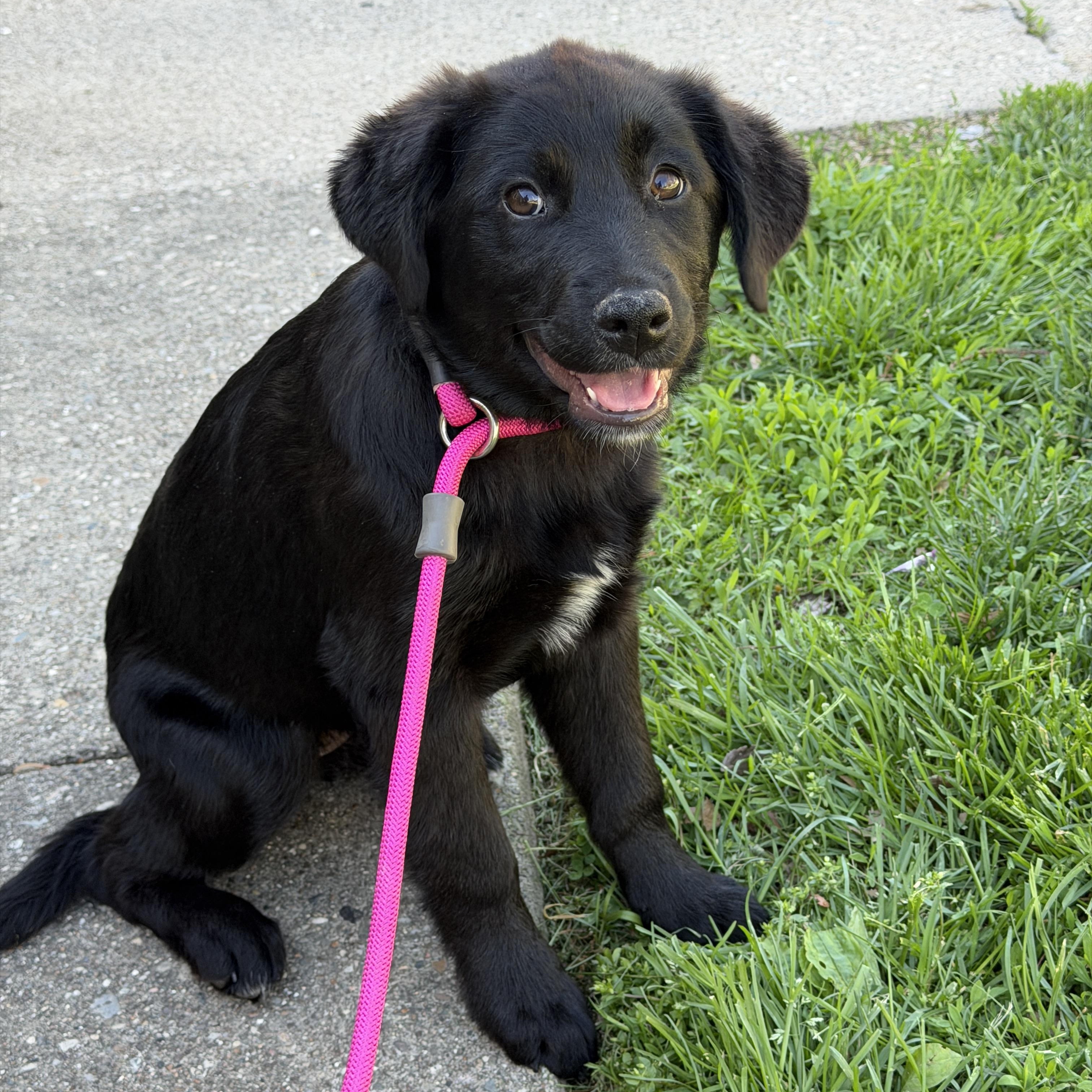 Enlarge Eloise, an adopted mixed breed in Jeffersonville, IN image 1/1