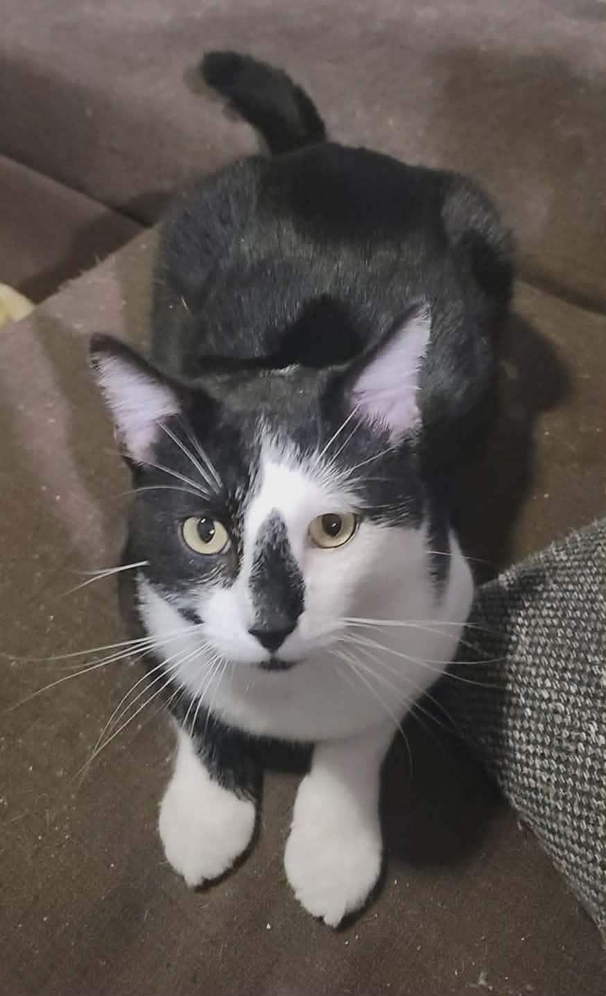 Phantom, Adoptable, Kitten Male Tuxedo & Domestic Medium Hair.