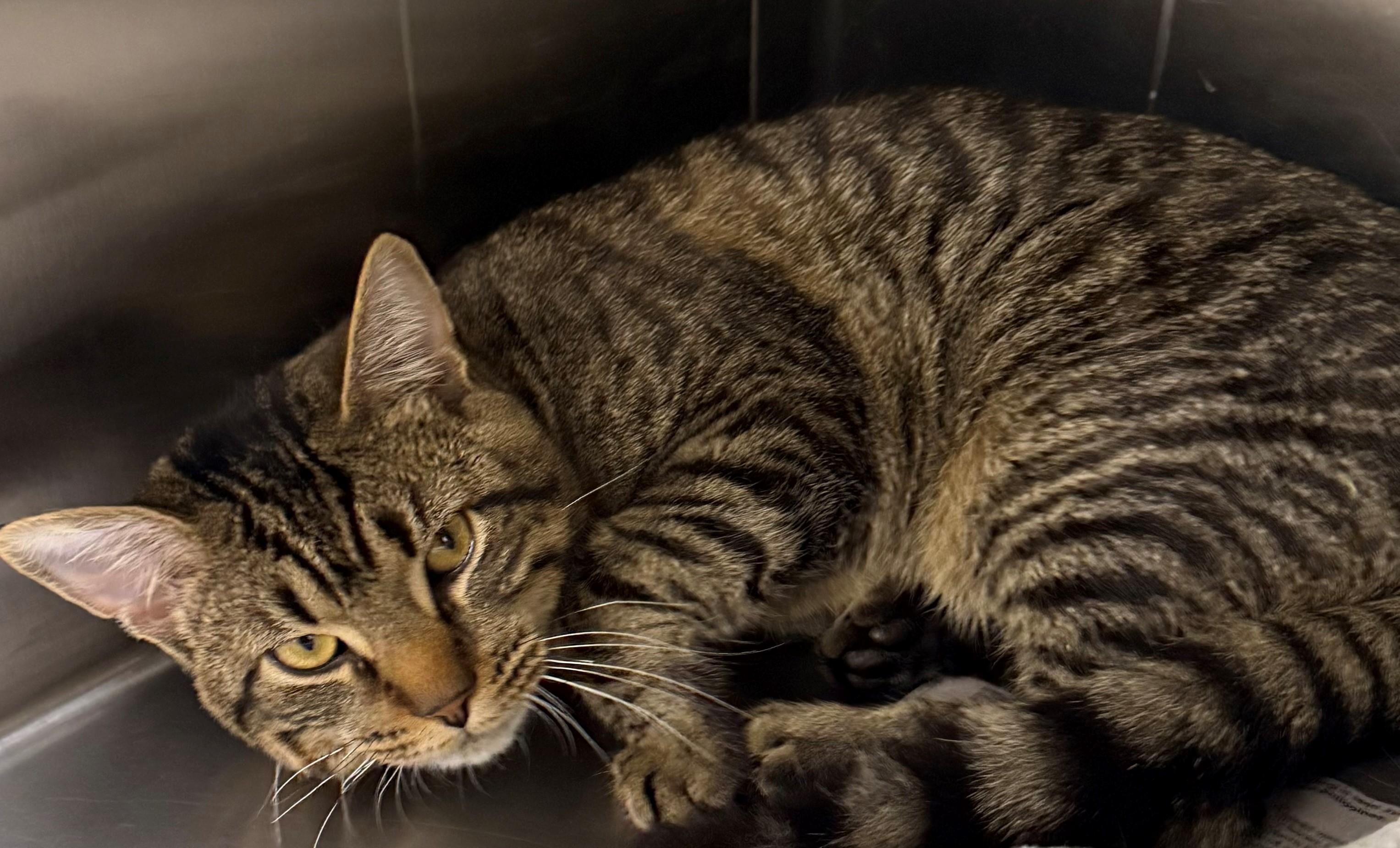 Enlarge Riot, a ADOPTABLE Domestic Short Hair in Edison, NJ image 1/1