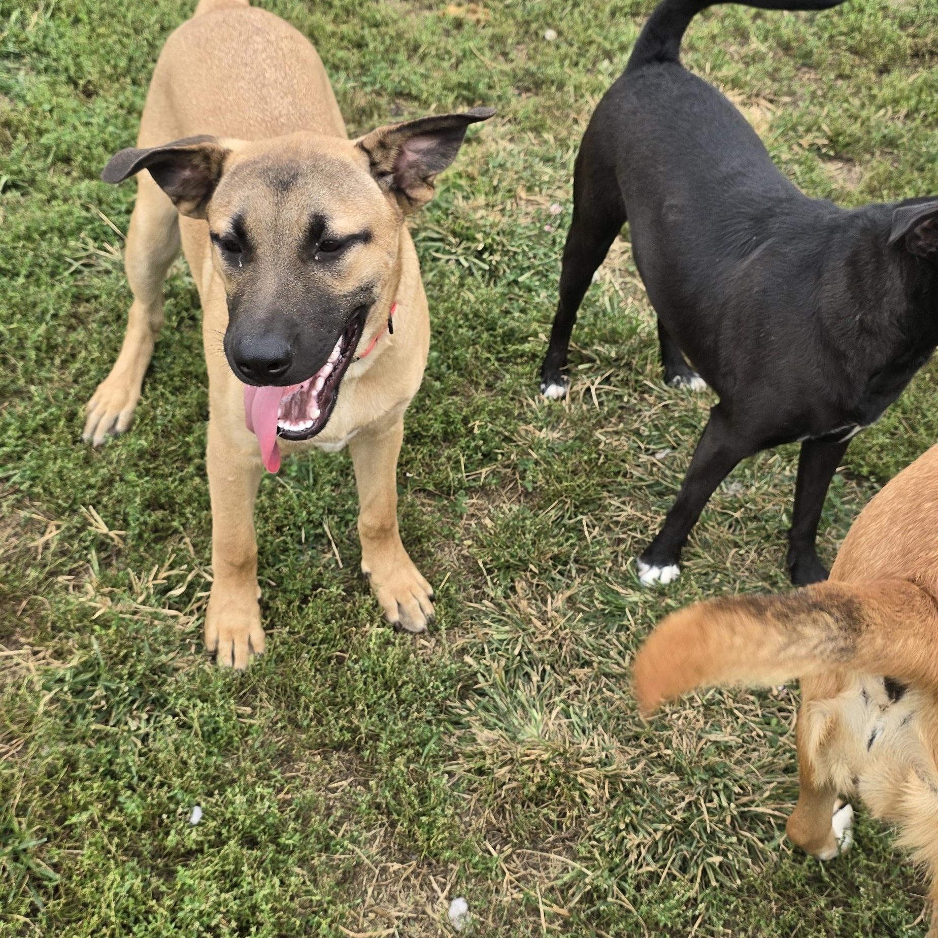 Enlarge Kleo, a Adoptable mixed breed in Terre Haute, IN image 2/6