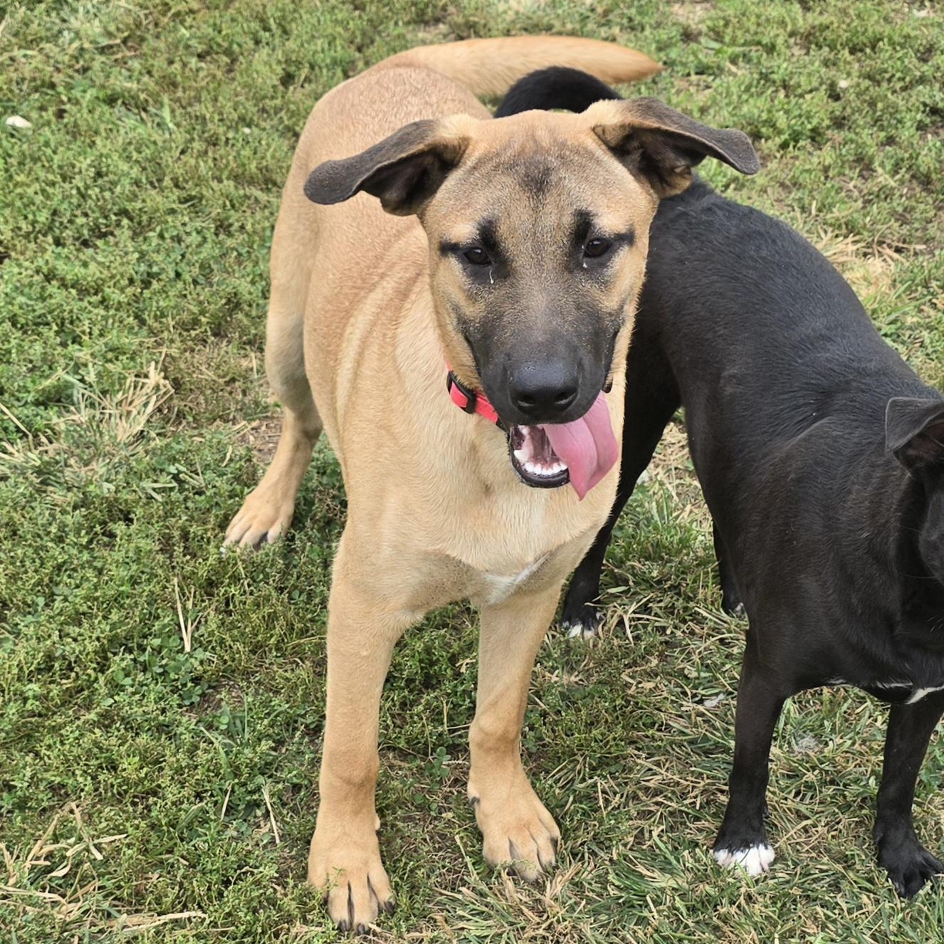 Enlarge Kleo, a Adoptable mixed breed in Terre Haute, IN image 3/6