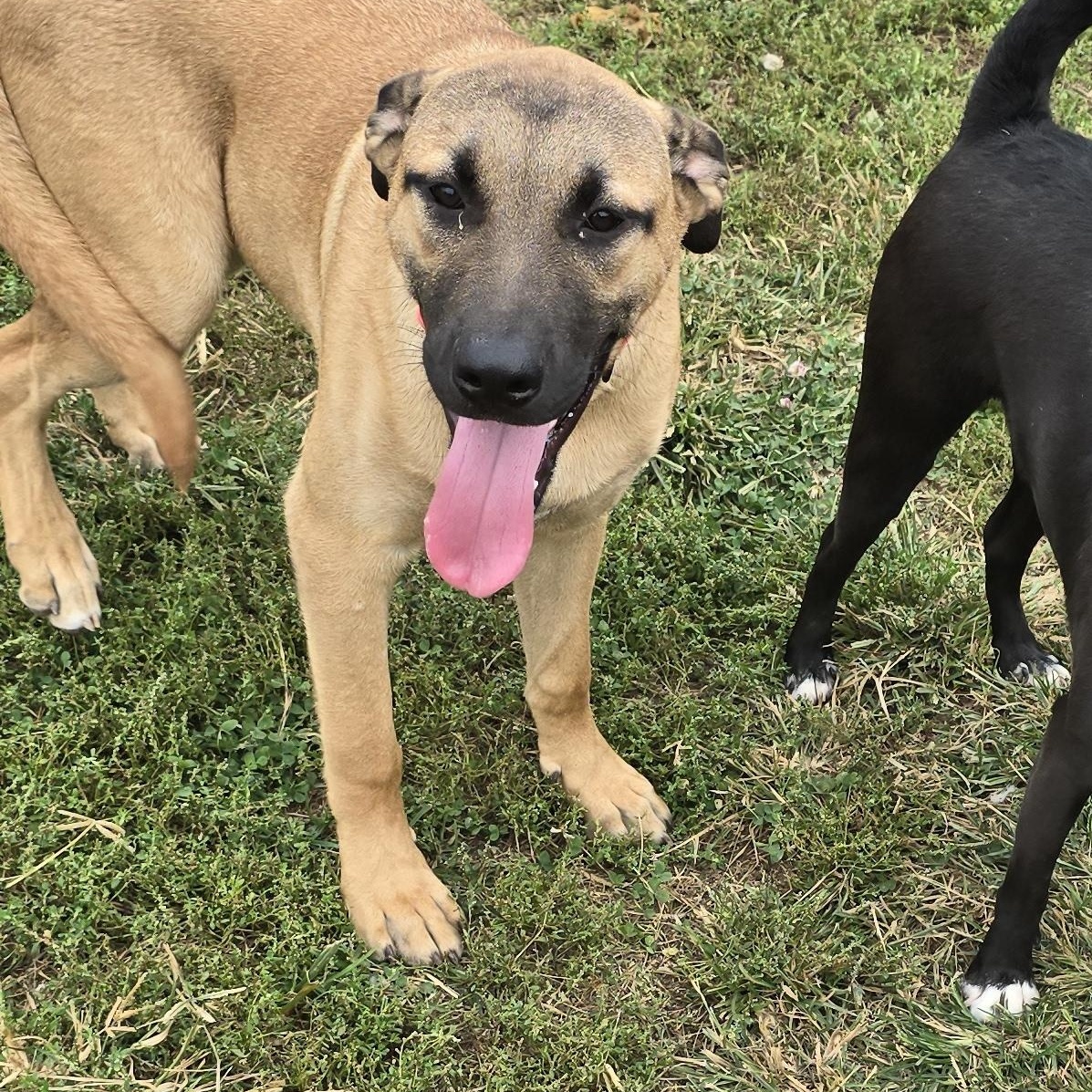 Enlarge Kleo, a Adoptable mixed breed in Terre Haute, IN image 4/6