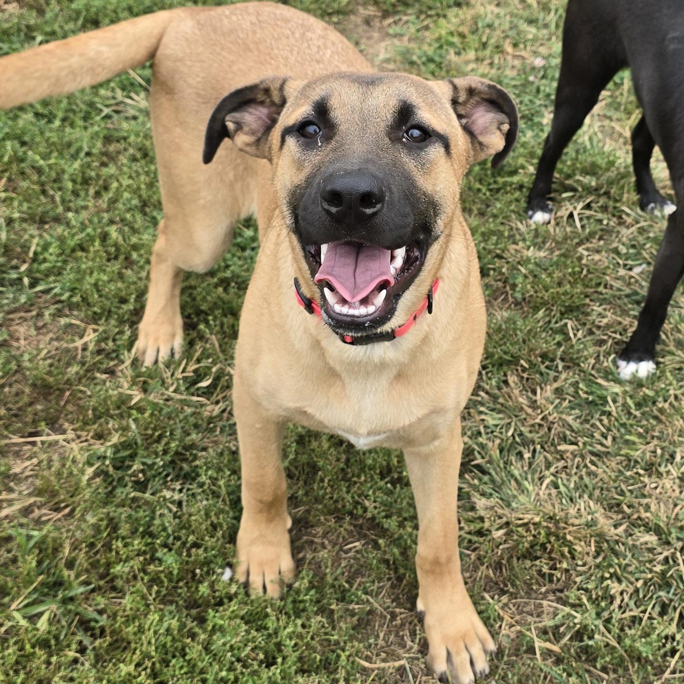 Enlarge Kleo, a Adoptable mixed breed in Terre Haute, IN image 5/6