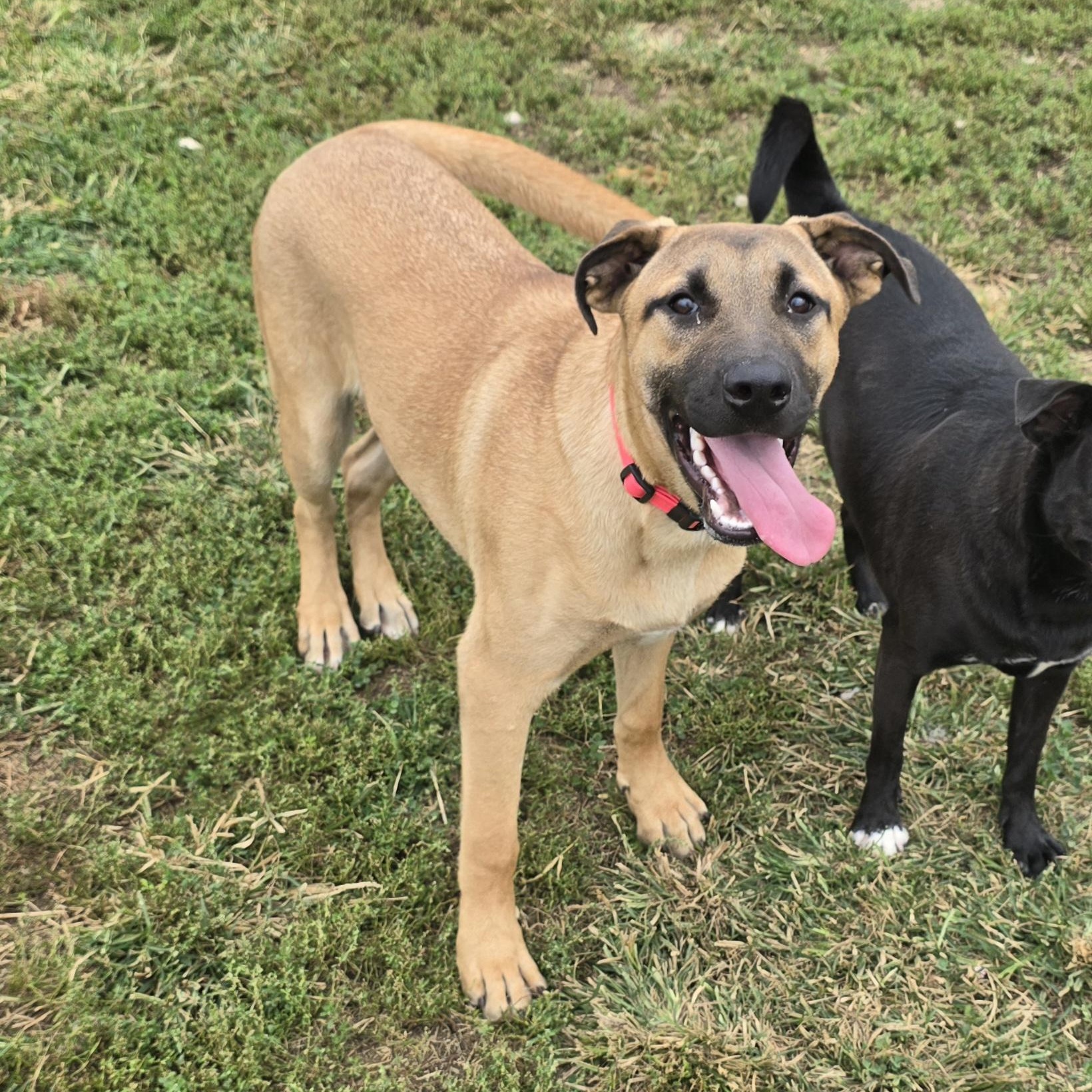 Enlarge Kleo, a Adoptable mixed breed in Terre Haute, IN image 6/6