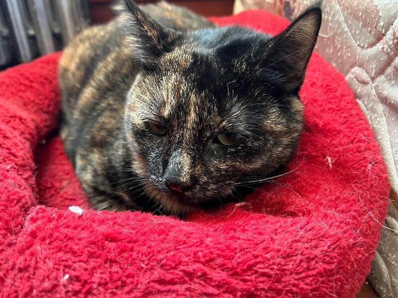 Ella, a Adoptable Domestic Short Hair in Colmar, PA image 1/2